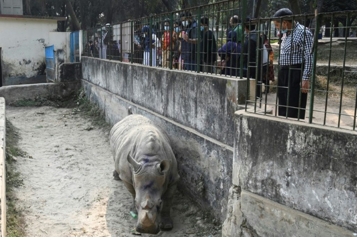 The Bangladesh National Zoo said the pandemic had blocked recent efforts to bring in a male rhino from Africa for Kanchi