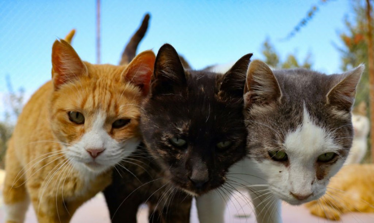 Here's looking at you: three cats who fell on hard times but were lucky enough to find sanctuary at the Tala Cats rescue centre near Paphos in Cyprus