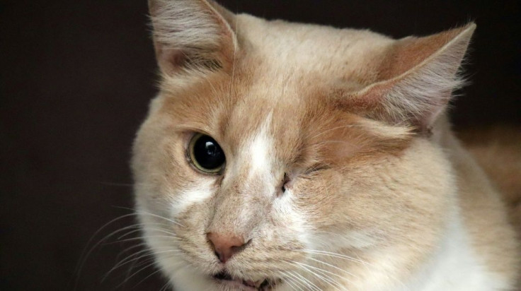 The Tala Cats rescue centre maintains a special section for disabled felines, who are sometimes dumped at the sanctuary's gates