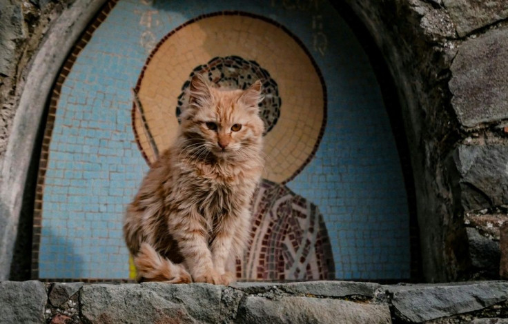 A kitten sits in front of a mosaic depicting a saint in the village of Lazanias in the Troodos mountains of Cyprus