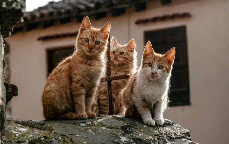 Cyprus' cat population has been estimated by at least one animal welfare organisation to dwarf its human population