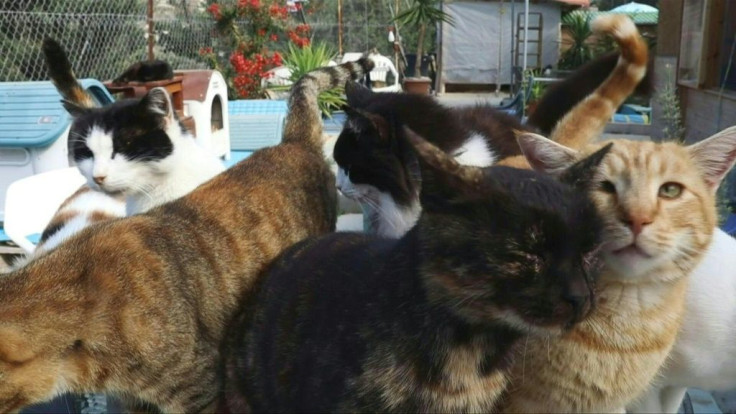 At a cat sanctuary set in picturesque hills near Paphos, on the Mediterranean island of Cyprus, volunteers are grappling with a surge in abandonments they blame on the coronavirus pandemic.