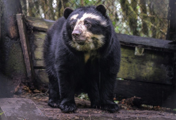 A spectacled bear is seen at a bear sanctuary in the municipality of Guasca, some 50 km from Bogota, on May 16, 2020.
