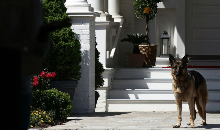 President-elect Joe Biden is bringing not one, but three pets to the White House: German shepherds Champ (pictured 2012) and Major, and a cat whose name and breed have not yet been revealed