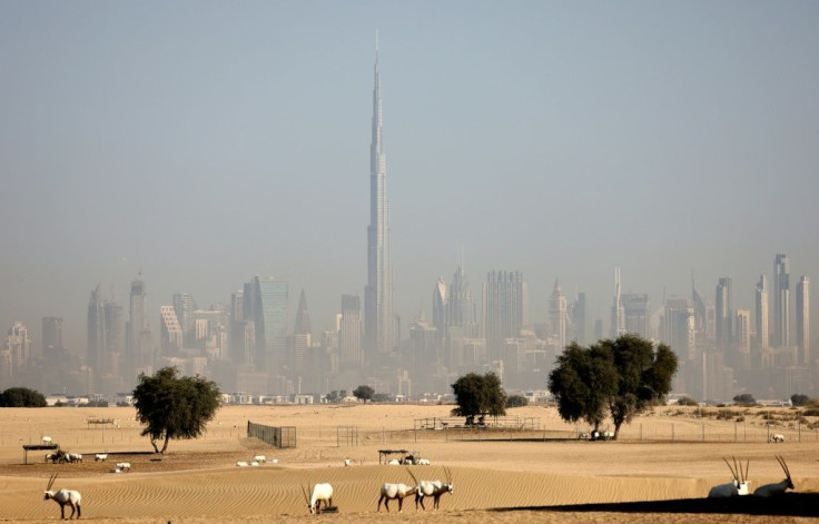 Arabian oryx antelopes are pictured in the desert, against a view of the city of Dubai