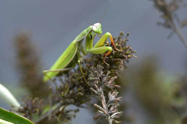 The metaphor stems from an old Chinese idiom that describes futility in which a mantis tries to stop a chariot with its legs