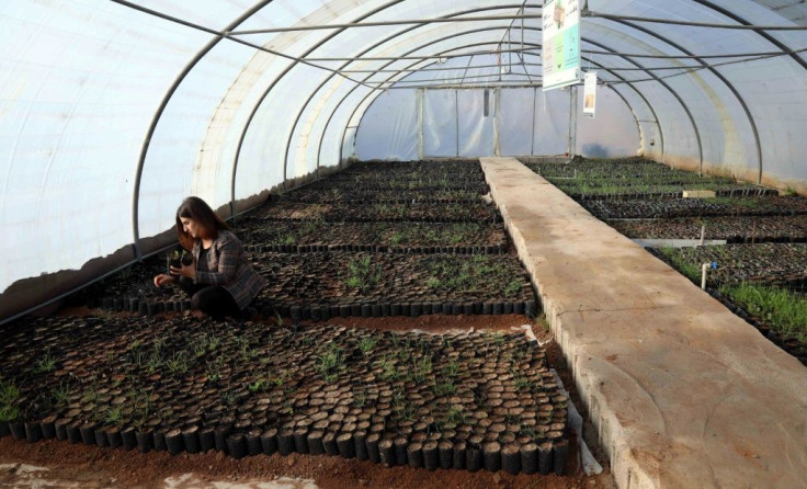 The oak seedlings growing in an Arbil greenhouse will be re-planted in mountains selected by the Kurdish agriculture ministry