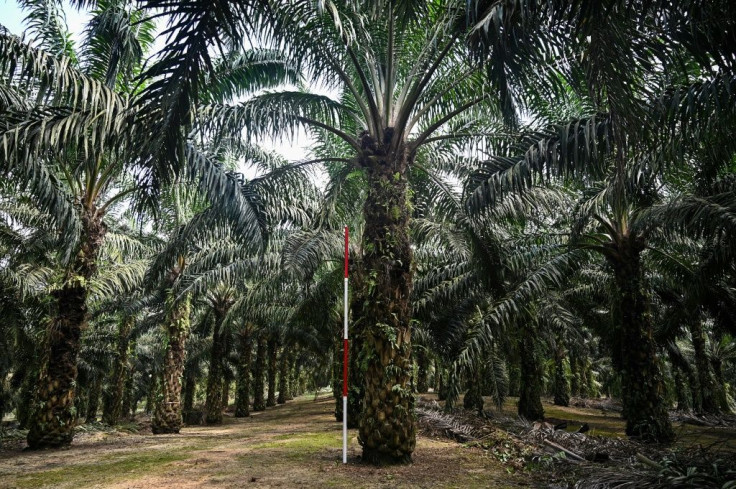 Dwarf palm oil trees are seen in February 2019 at the Malaysian Palm Oil Board research station in Bukit Lawiang; Malaysia, the world's second largest producer of palm oil, balked at EU efforts to phase out its use as a biofuel