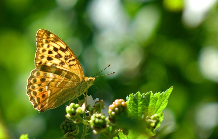 Scientists believe butterflies might use the 'clap' to help boost flight at takeoff when they are vulnerable to predators