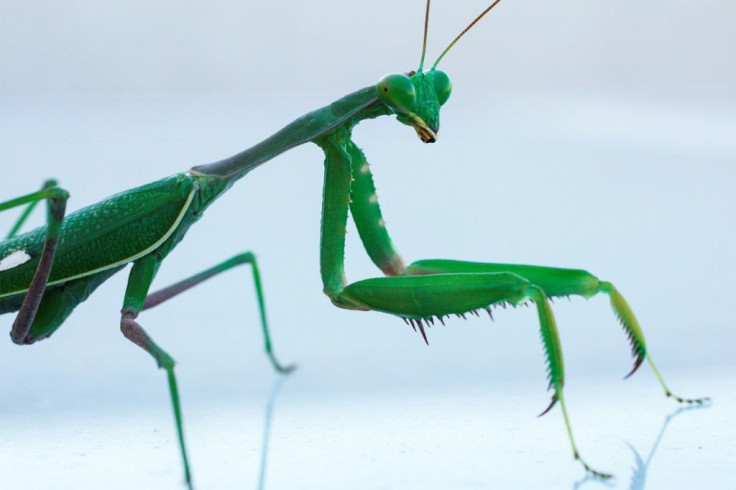 60 percent of sexual encounters between Springboks -- one of nearly 2,000 mantis species across the globe -- end in males being eaten as snack