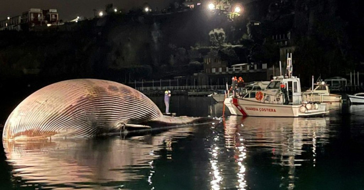 The carcass of a huge dead whale is towed by Italy's coast guard to the port of Naples to determine the  cause of death