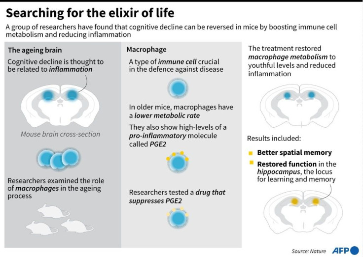 Graphic outlining the key points of a study into the role of immune cells in the process of aging in the brains of mice.