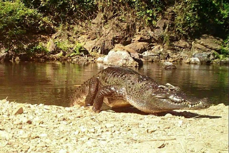 The freshwater reptile was once ubiquitous across Southeast Asia but is currently listed as critically endangered