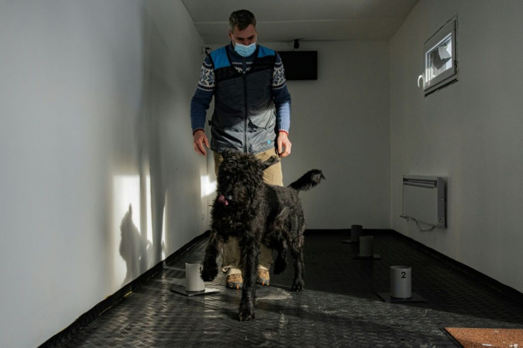 A team of Czech trainers say their Covid-19 detection dogs have a 95 percent success rate