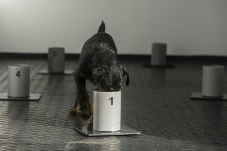 Jagd Terrier Renda is among the dogs being trained to sniff out Covid-19