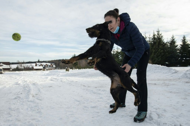 Lenka Vlachova, a trainer who works at Prague's fire brigade, plays with jagdterrier Laky in front of the training centre for Covid-19 sniffing dogs