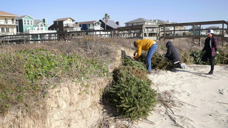 Volunteers attach recycled Christmas trees to the sand at Surfside Beach, Texas, in a yearly campaign to protect sensitive dunes from being washed away by storms