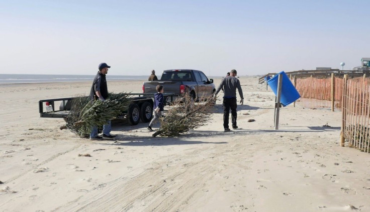 Volunteers in Surfside Beach unload recycled Christmas trees  to be used to form a natural barrier to protect sensitive sand dunes