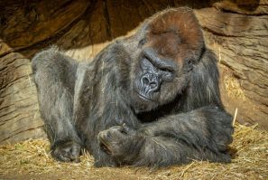 Winston, 48, was one of several gorillas among the San Diego Zoo Safari Park's troop who were confirmed positive for the virus