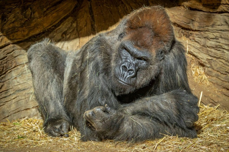 Winston, 48, was one of several gorillas among the San Diego Zoo Safari Park's troop who were confirmed positive for the virus