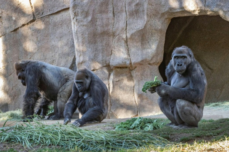 A gorilla troop at the San Diego Zoo Safari Park that tested positive for Covid-19