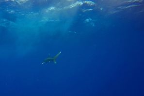 The oceanic whitetip shark population has declined by 98 percent globally in the last half-century, experts warn