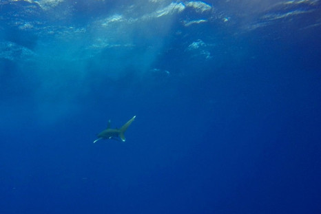 The oceanic whitetip shark population has declined by 98 percent globally in the last half-century, experts warn