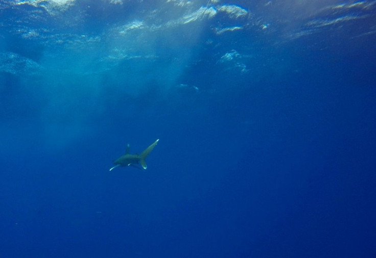 The oceanic whitetip shark population has declined by 98 percent globally in the last half-century, experts warn