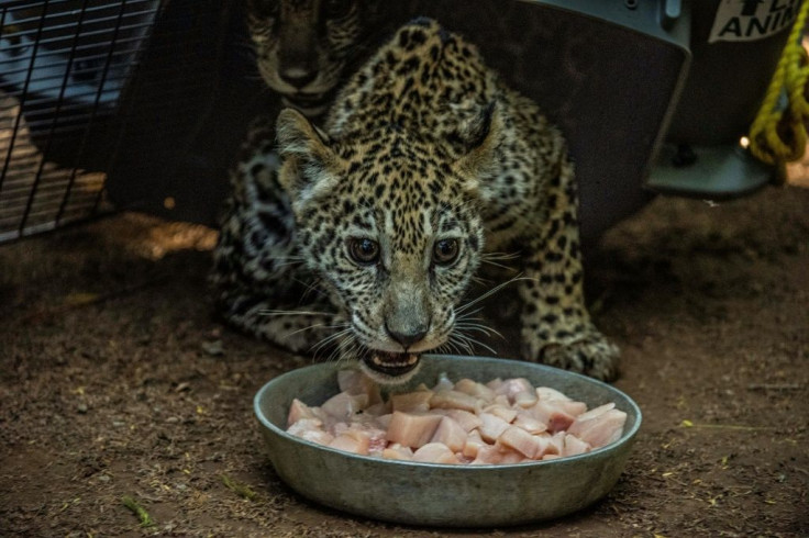 One of the jaguar cubs eats on January 27, 2021 at the Nicaragua National Zoo, which is developing a breeding program for jaguars