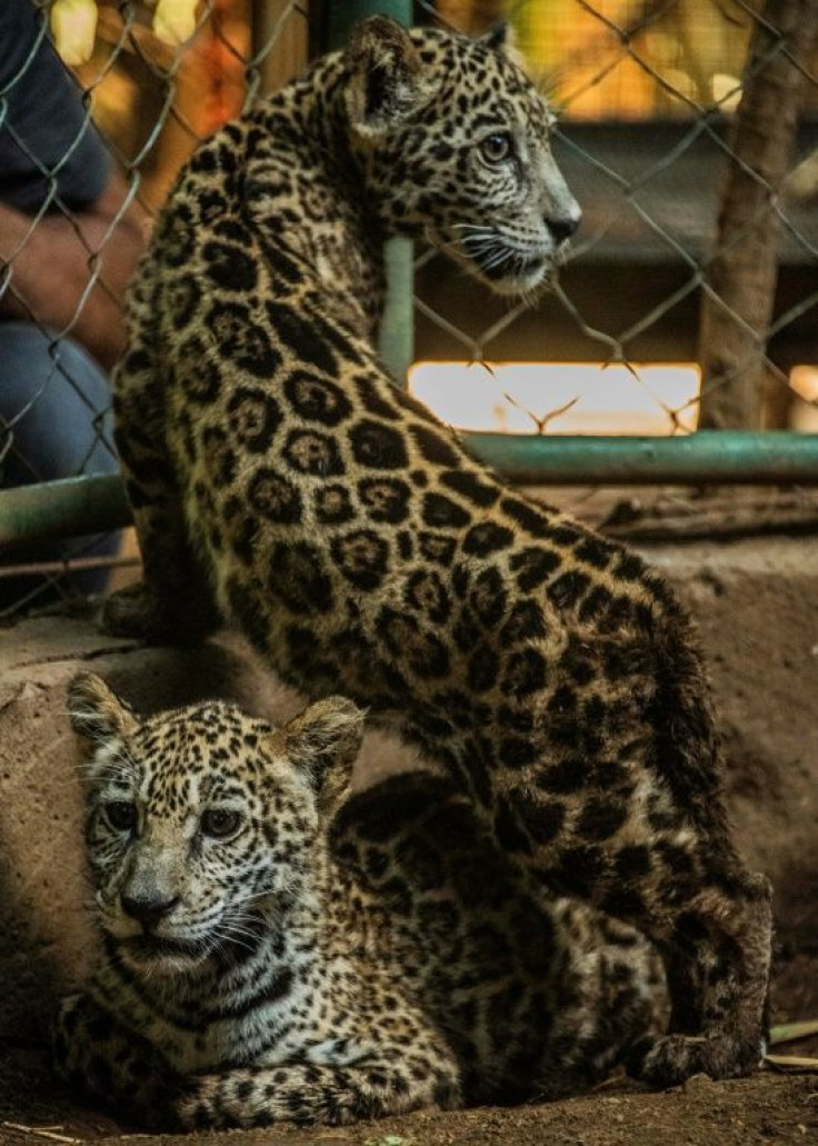 The two rescued jaguar cubs, pictured on January 27, 2021, were to spend the next few days getting dewormed and undergoing medical examinations
