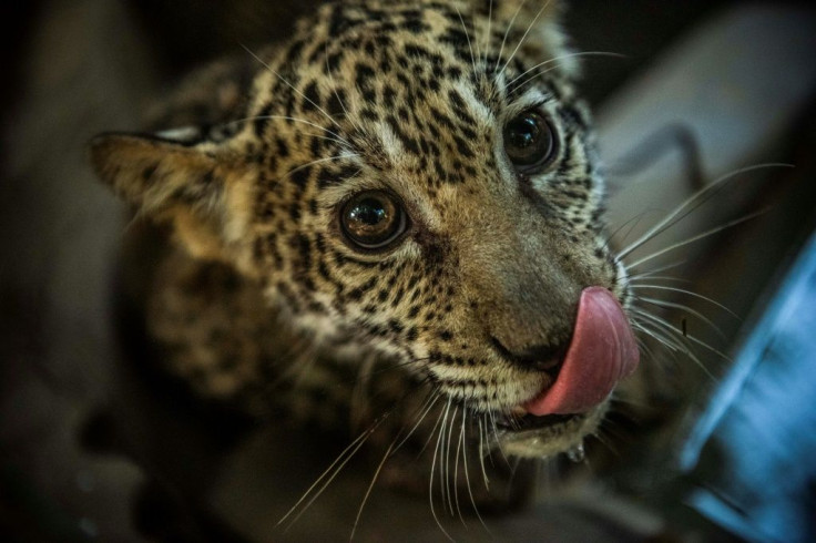 One of two rescued jaguar cub is seen at the National Zoo in Masaya, Nicaragua on January 27, 2021 after its arrival from the country's Daukura region