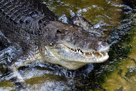 Saltwater crocodiles are known to inhabit the area around Australia's Lake Placid, but attacks are relatively rare