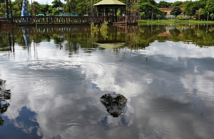 A local NGO that goes by the name of 'Let's save the Ita Lagoon,' says the body of water has an overpopulation of caimans, known locally as yacares