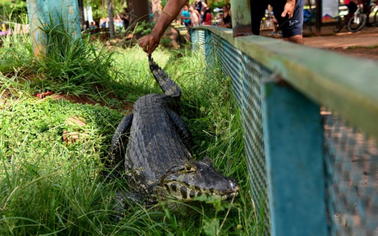 The escaped reptiles scared residents of the town of Ita, but some daredevils were not daunted