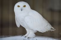 Snowy Owl Bronx Zoo