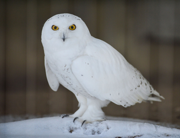 Snowy Owl Bronx Zoo