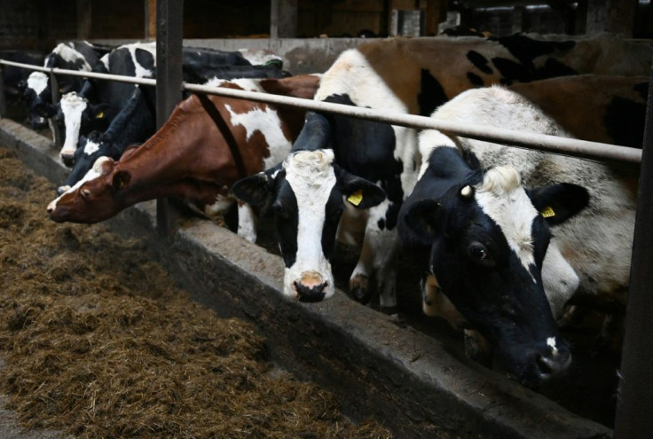 Stilton cheese from the cows in Derbyshire may soon be headed to North America instead of the EU