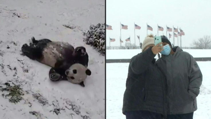 Pandas and residents play in snow-covered Washington