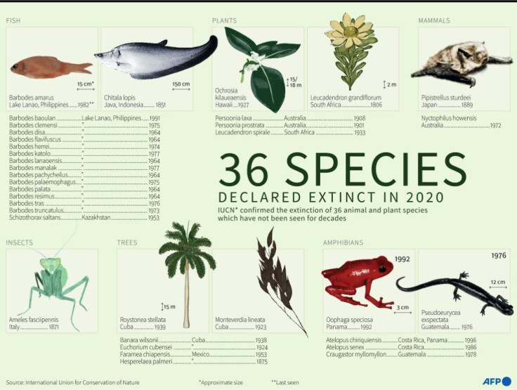 The International Union for Conservation of Nature (IUCN) confirmed the extinction in 2020 of 36 plant and animal species, not seen for decades.