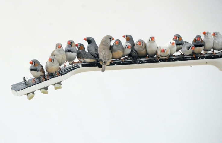 Vehicle traffic makes it much harder for zebra finches to solve problems, and sharply compromises the ability of crickets to mate