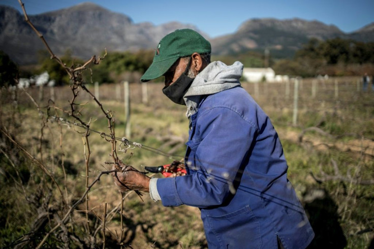 Key industry: South Africa's wine sector employs more than a quarter of a million people
