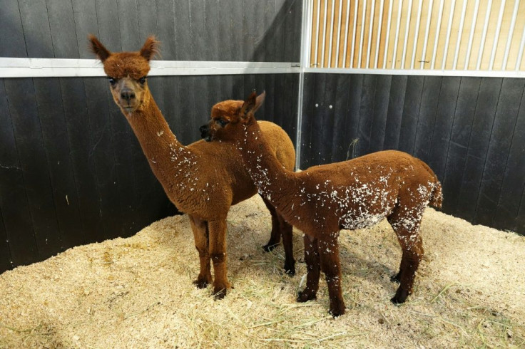 These two Alpacas belonging to a local farmer were among the animals evacuated when the area was threatened by fires