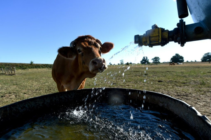 Limousin cattle are a breed originally from central France