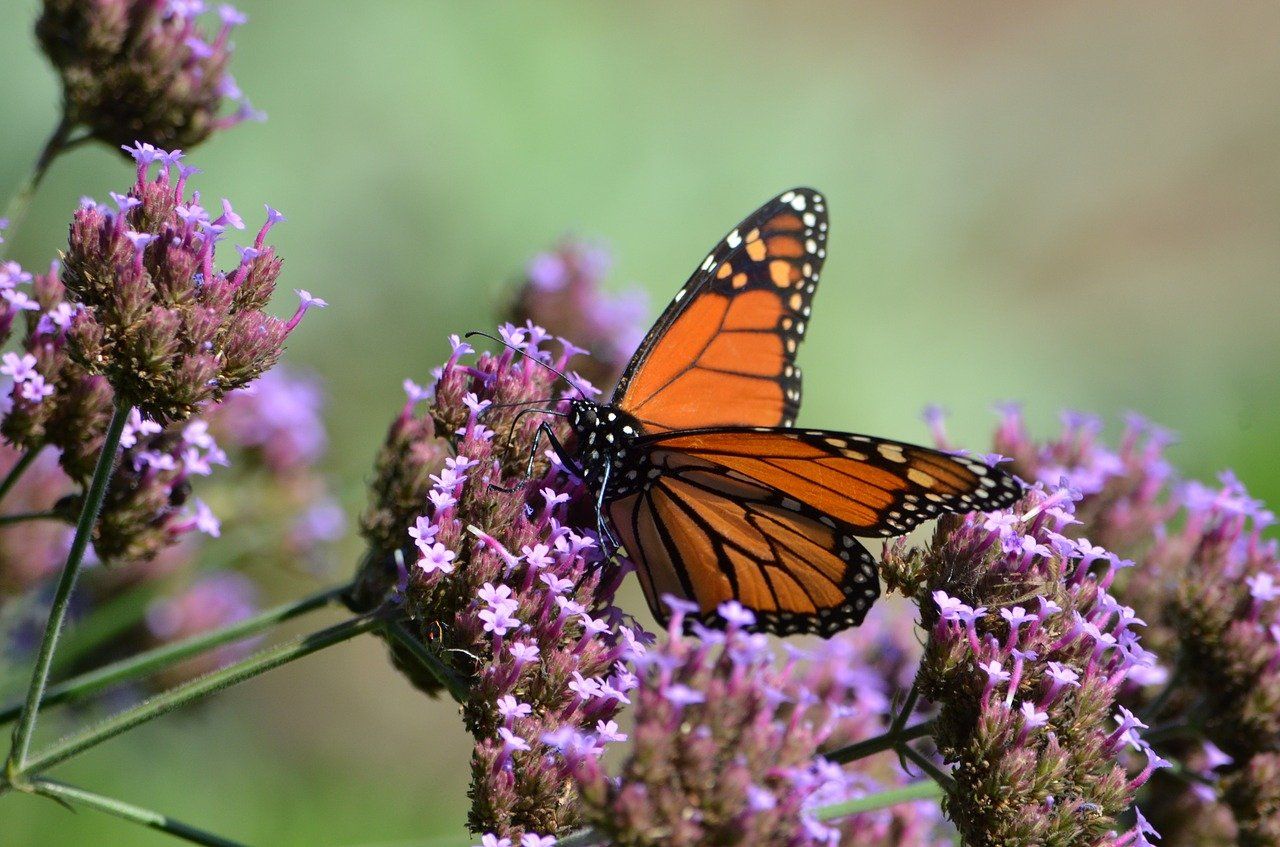 Eastern Monarch Butterfly Population Up 35% But Still Facing Extinction ...