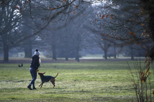 Britain has seen an explosion in the number of dog thefts since the coronavirus pandemic hit