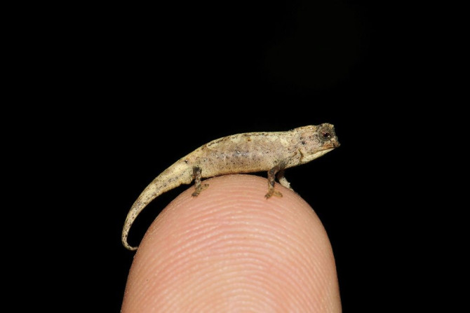 Tiny enough to perch comfortably on a fingertip, the ultra-compact chameleon -- dubbed Brookesia nana -- has the same proportions and world-weary expression as its larger cousins around the world