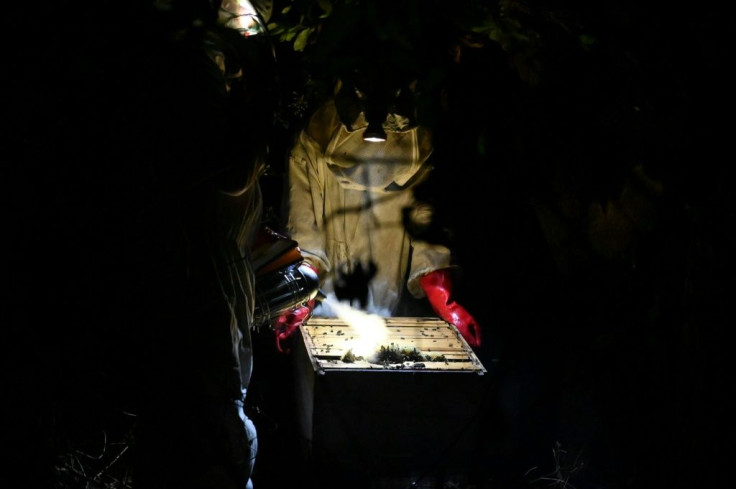 Honey is harvested only at night as the local bees are very aggressive