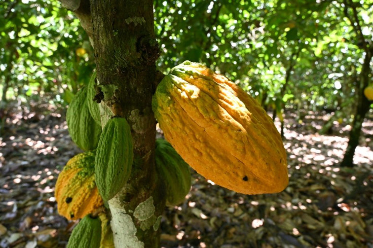Pod cast: Ivory Coast is the biggest producer of cacao, the raw ingredient for cocoa. But many farmers are impoverished -- beekeeping helps them to top up their income