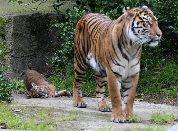 Sumatran tigers are considered critically endangered by the International Union for Conservation of Nature, with fewer than 400 believed to remain in the wild