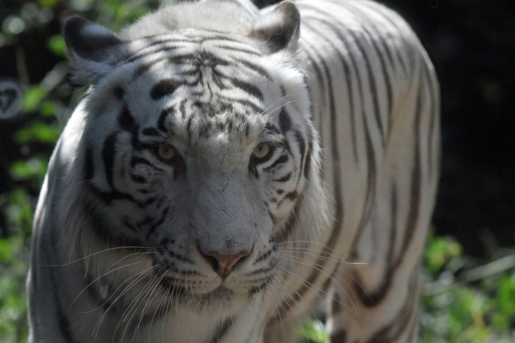 The white tiger was found wandering in a nearby jungle surrounding Sinka Zoo